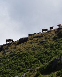 Wolkenfinder. Rinder auf Madeira, im Hochland Paul da Serra.