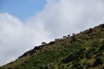 Wolkenfinder. Rinder auf Madeiras Hochland