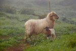 Im Nebel kaum zu erkennen - Schafe auf dem Hochland von Nisdafe.