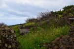El Hierro im Frühling. Die Insel ist eine Blumenwiese.